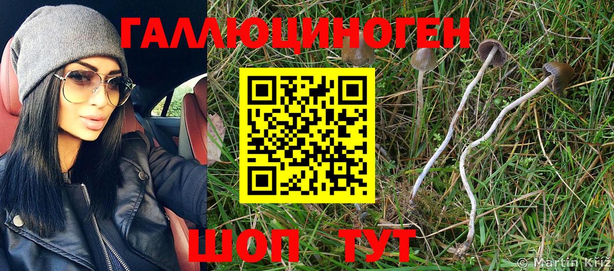 Новочеркасск  Псилоцибиновые грибы Psilocybine cubensis  где продают   Вход с VPN 